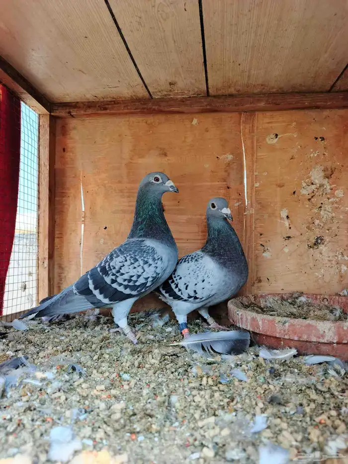 للبيع زوج زاجل سباق بحريني 0