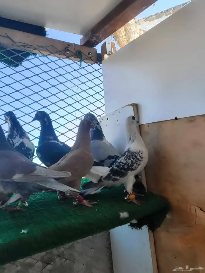 حمام شامي كش 0