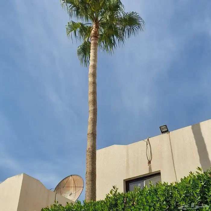 تكريب النخيل 0