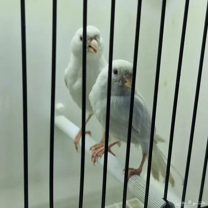 كناري ستنايت عيون حمر من أهالي بيور 8