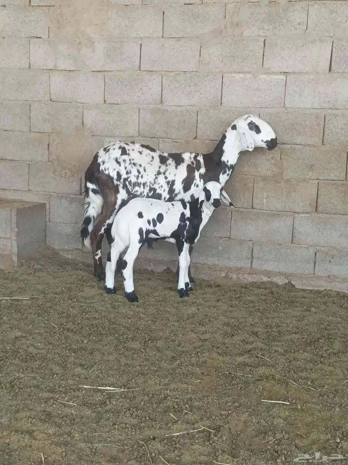 شياه متابيع جروم طيبه 2