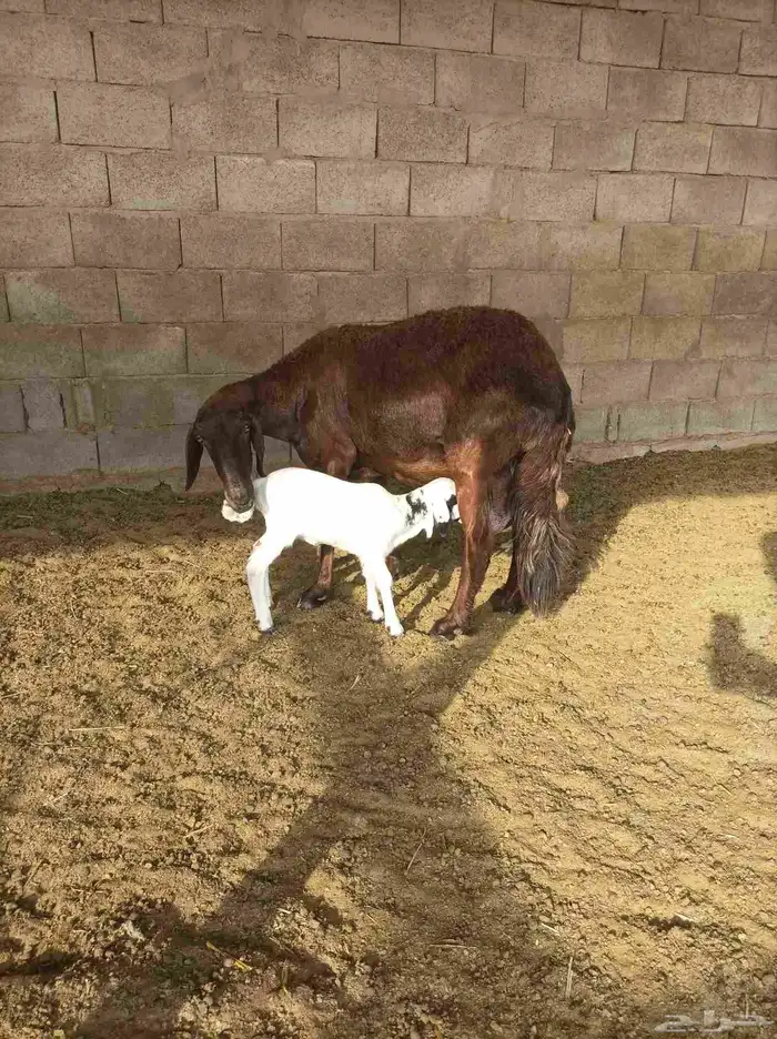 شياه متابيع جروم طيبه 1