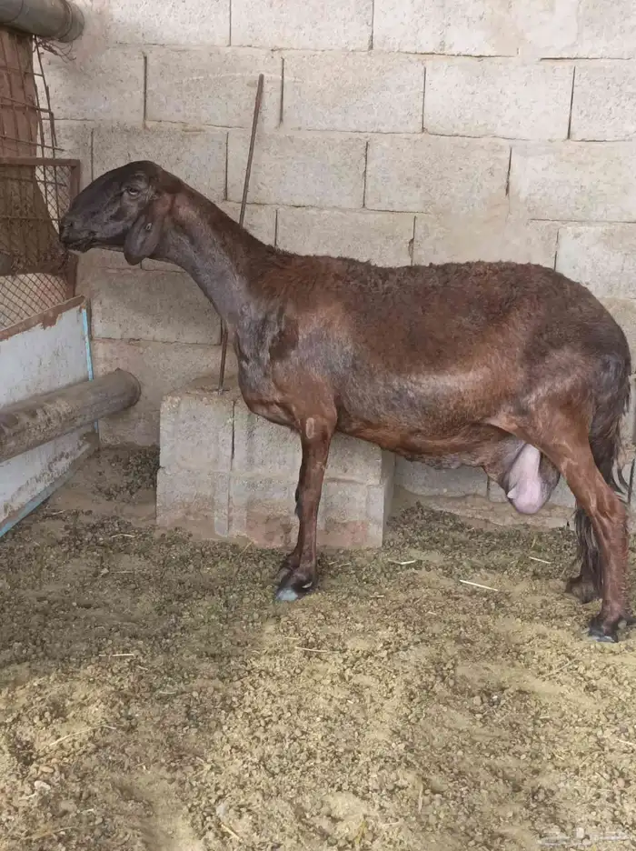 شياه متابيع جروم طيبه 0