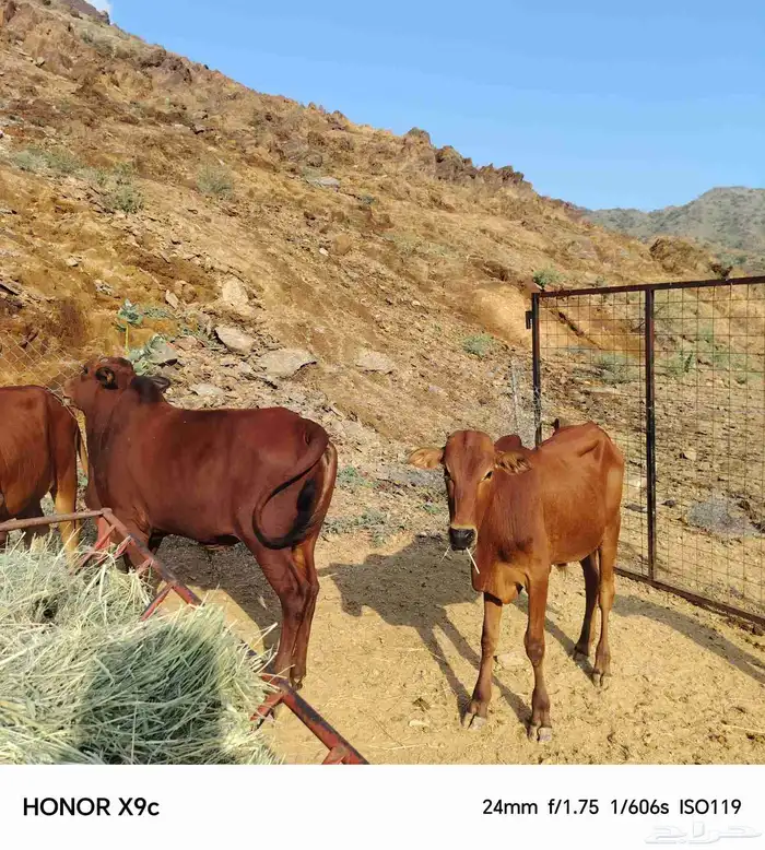 حسلان بلدي 2