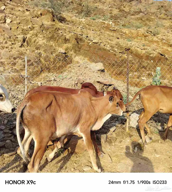 حسلان بلدي 7