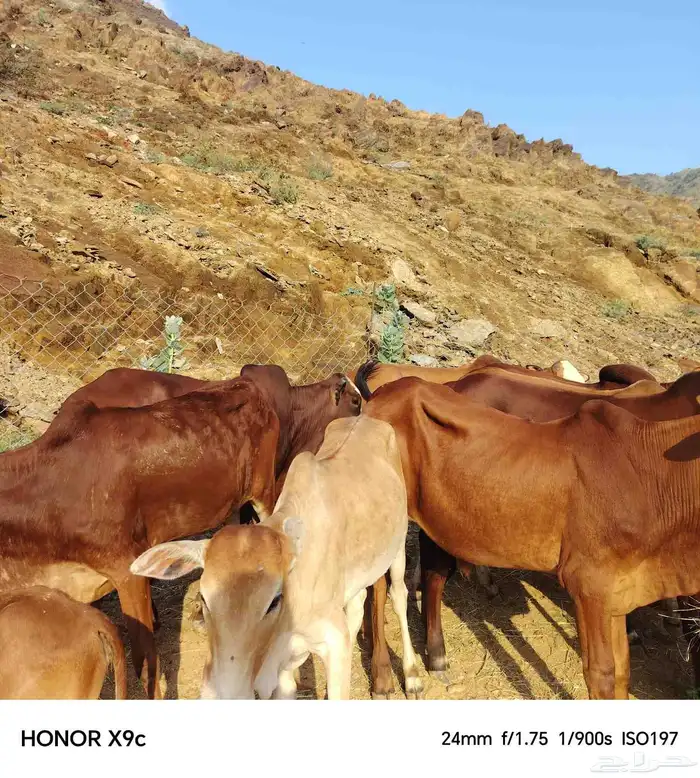 حسلان بلدي 5