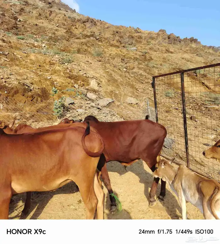 حسلان بلدي 3