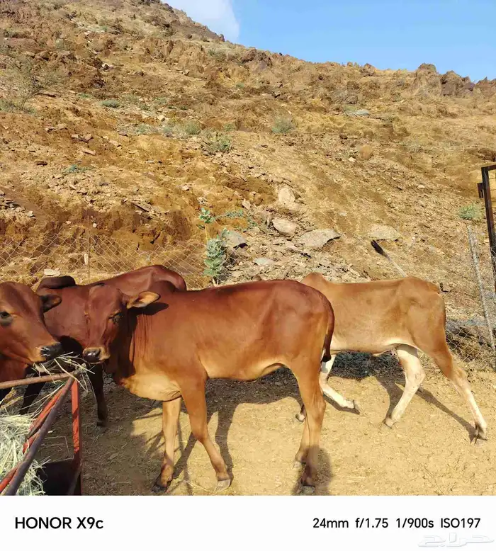 حسلان بلدي 8