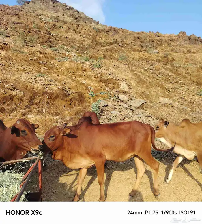 حسلان بلدي 9