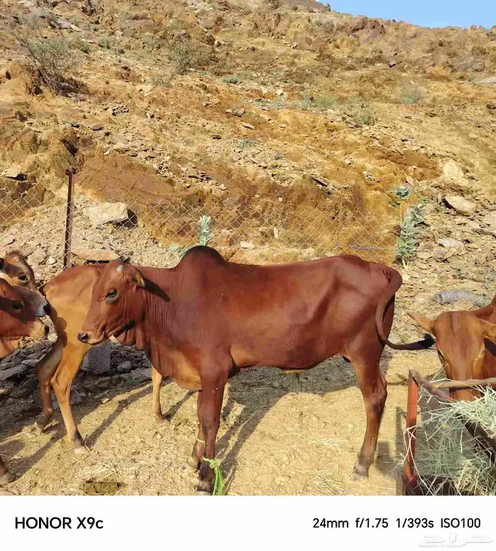 حسلان بلدي 0