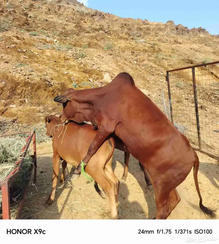 حسلان بلدي 1