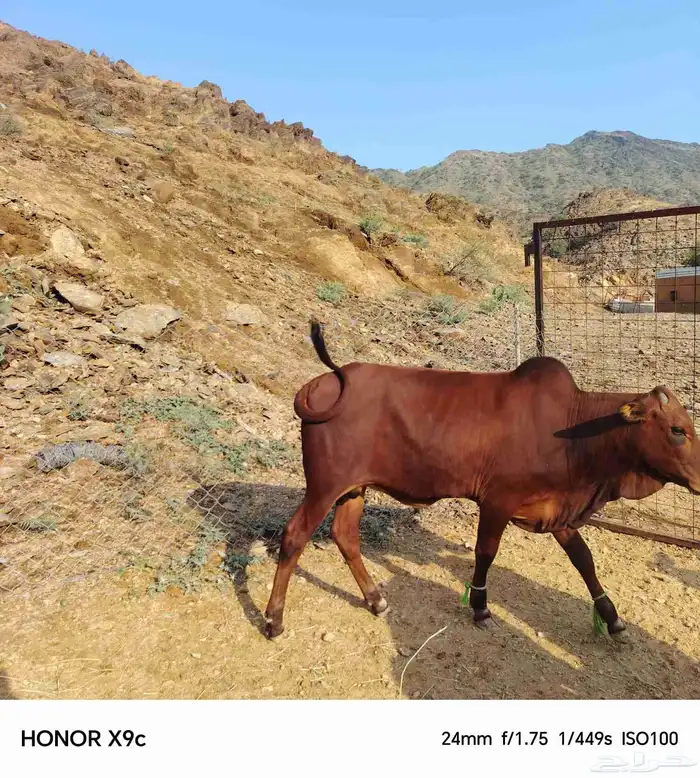 حسلان بلدي 4