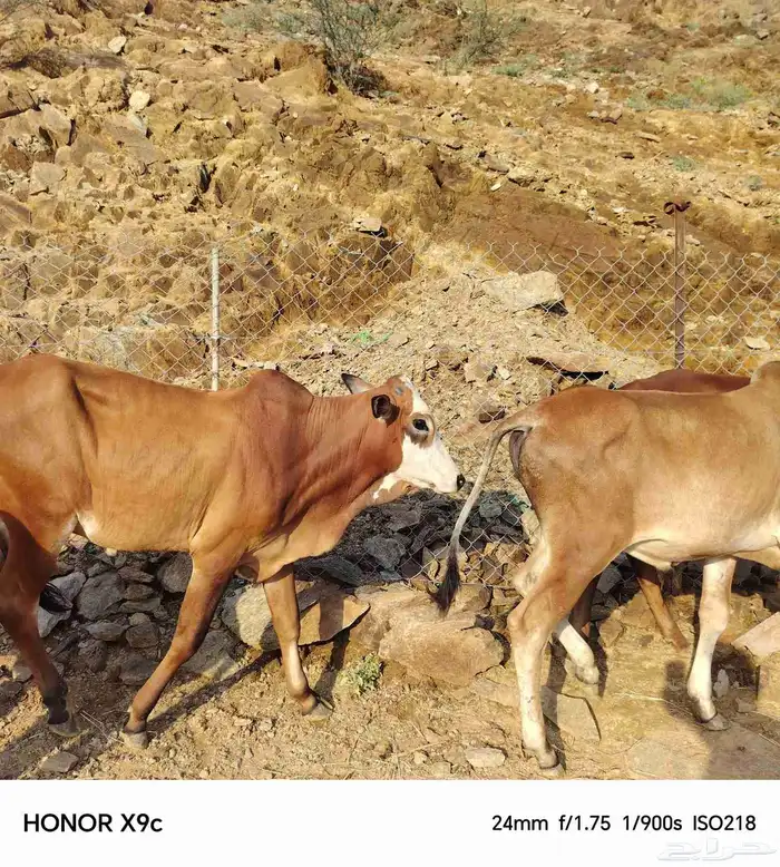 حسلان بلدي 6