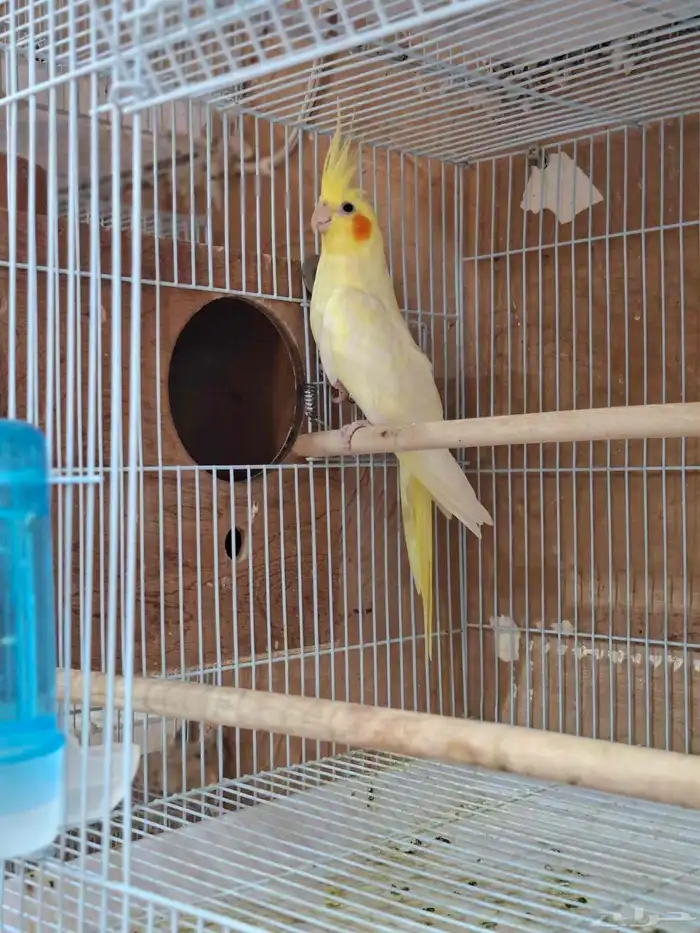 انثى كروان لاتينو( تم البيع ) 2