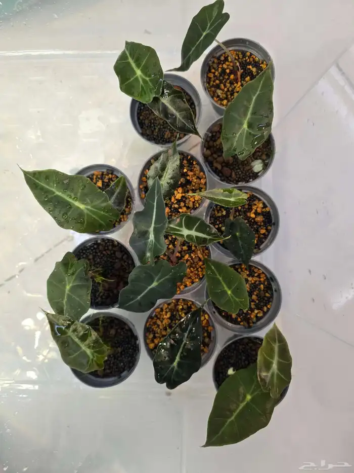 نبات الو كاسيا 1