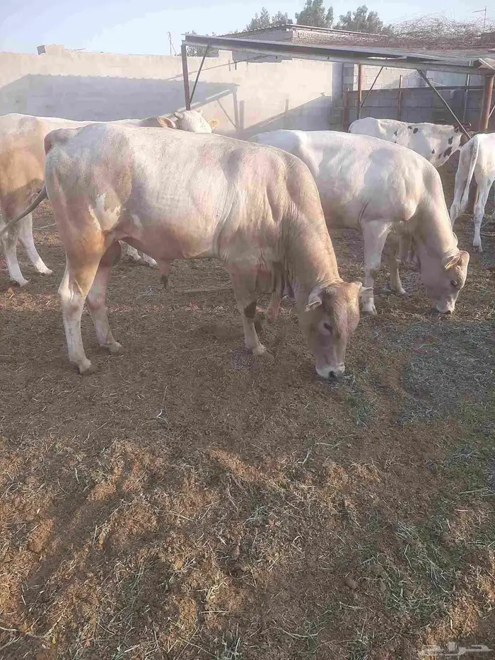 20 حسيل ألمانيات نظيفه من إنتاج المزرعه أعمارهم فوق السنه 3