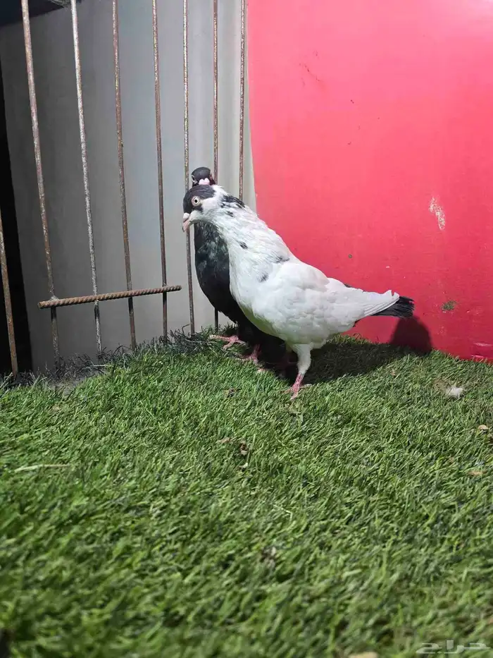 حمام زينه كنق دنش ايراني قلابي 4