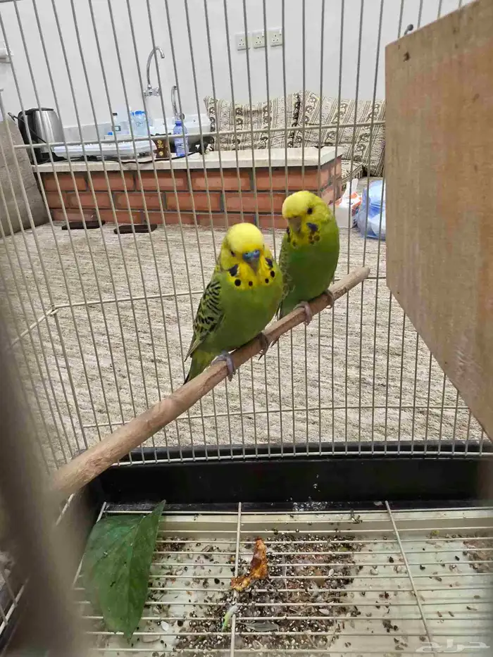 طيور الحب جاهزين للإنتاج 4