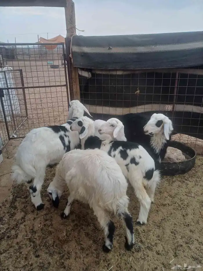 للبيع طليان 1