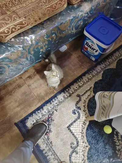 قطط للتبني مجانا index