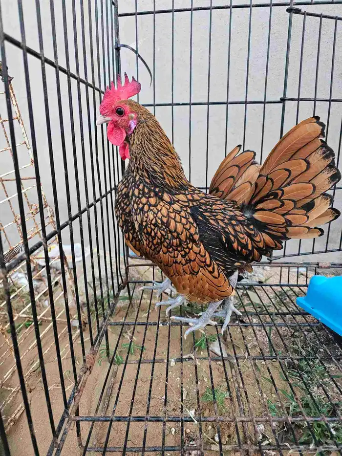 دجاج سبرايت 0