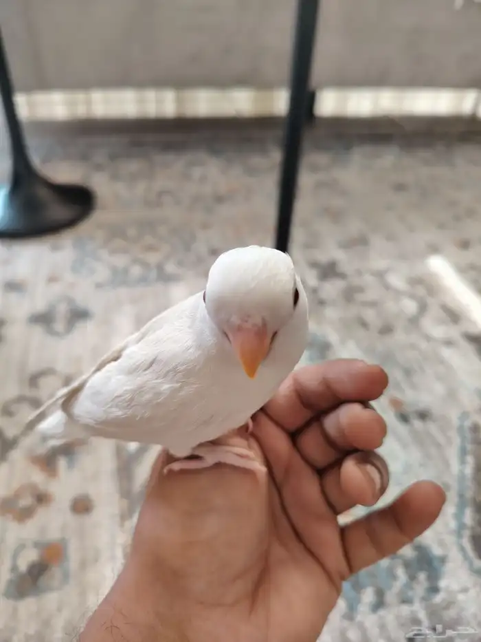 روز البنيو 1