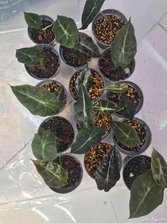 نبات الو كاسيا 2