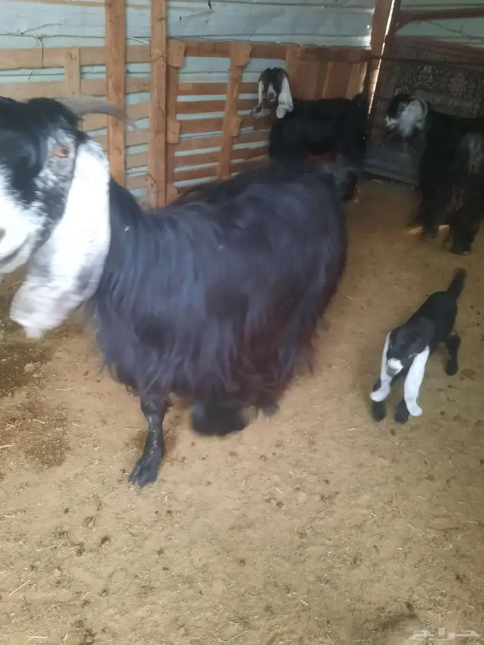 معزا العدد 16 الموليد6 معهن 9 الباقي دفيع 0