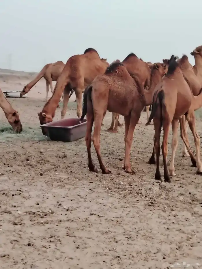 قعود مزيون 0