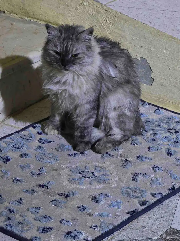 قطة شيرازي للتبني 1