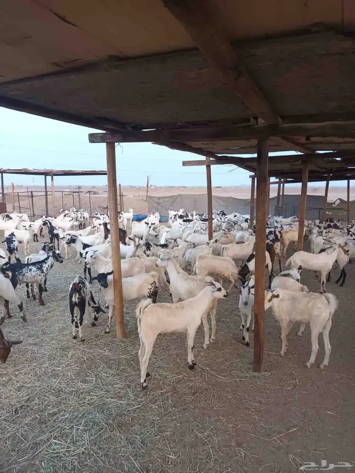 190 راس تيوس يمنيه مخاصي الحد من 770ريال 0