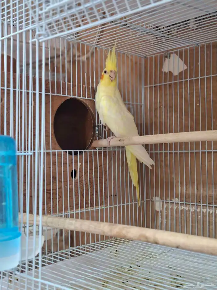 انثى كروان لاتينو( تم البيع ) 3