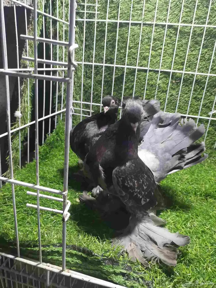 حمام زينه للبيع 24