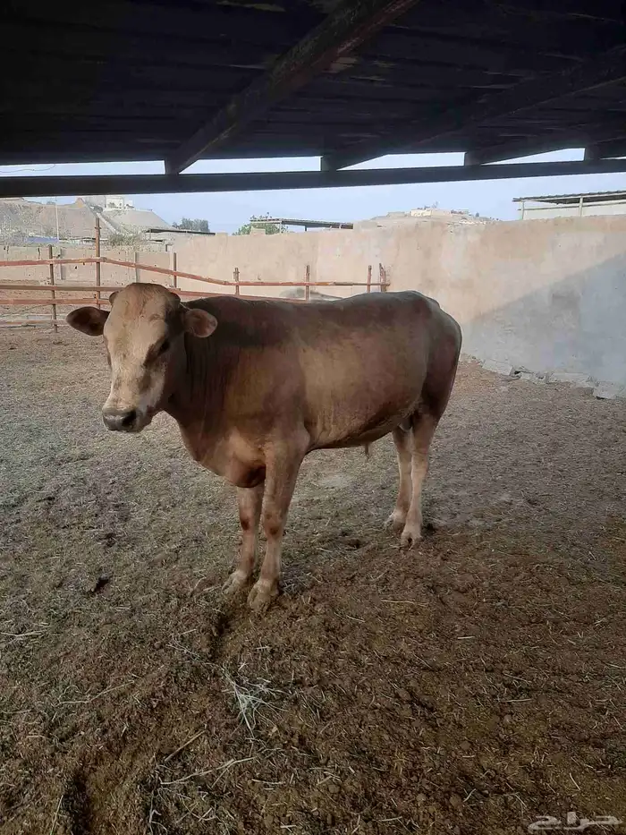 20 حسيل ألمانيات نظيفه من إنتاج المزرعه أعمارهم فوق السنه 1