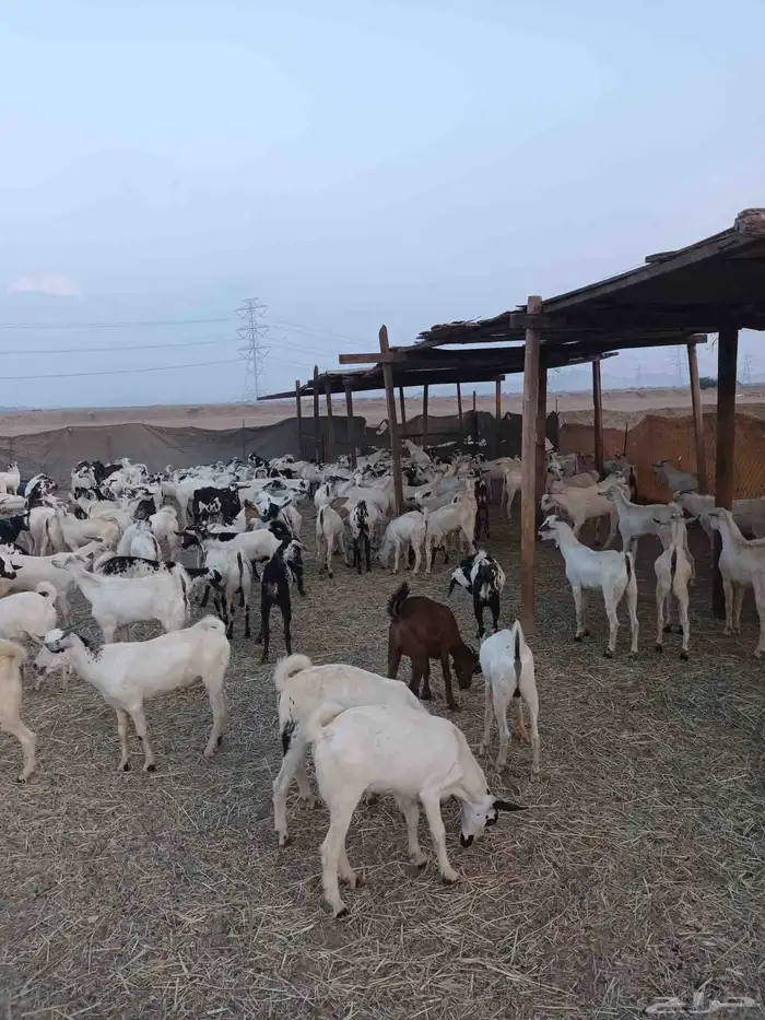 190 راس تيوس يمنيه مخاصي الحد من 770ريال 2