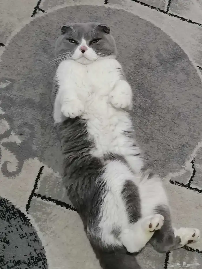 قط سكوتش ع السوم 0