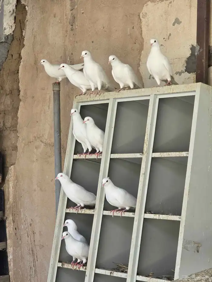 بيع حمام فرنسي 1