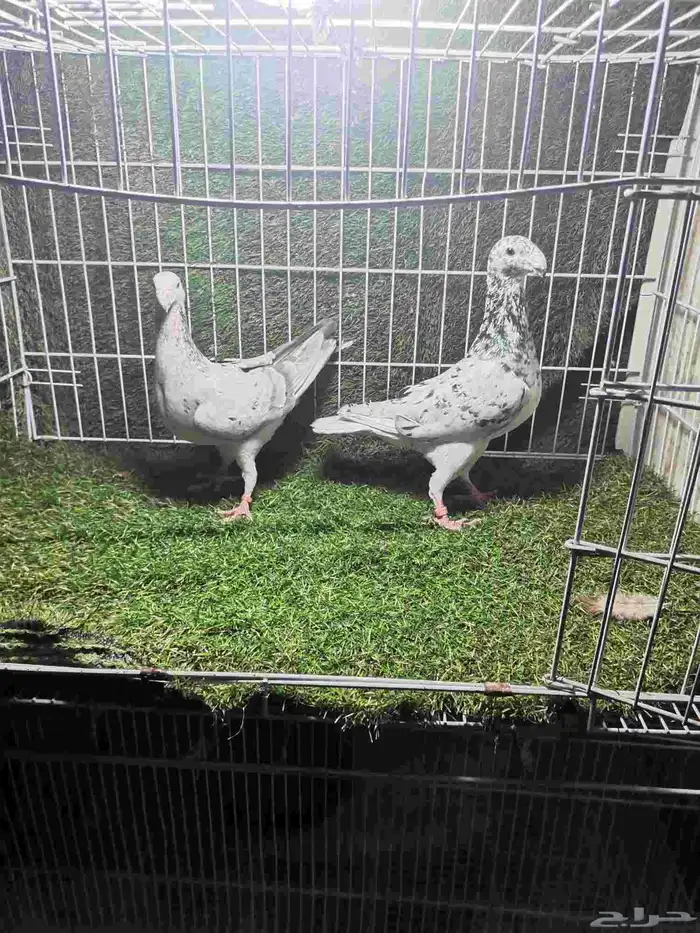 حمام زينه للبيع 12