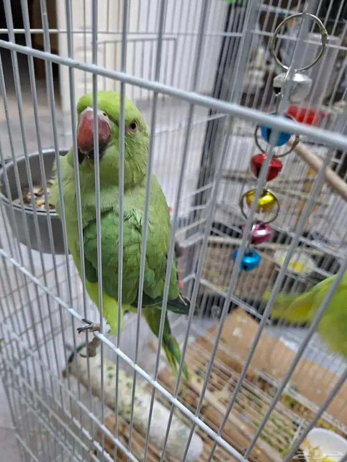 ببغاء الدرة 1