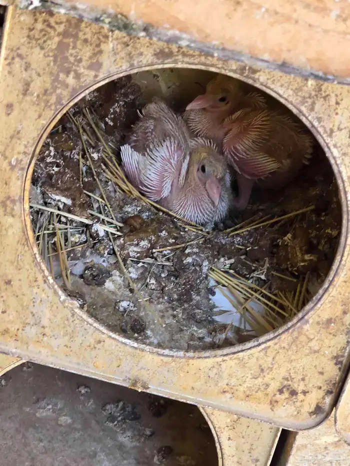 بيع حمام فرنسي 2