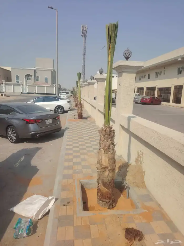 يوجد لدينا نخل عربي وشنطن للبيع 4
