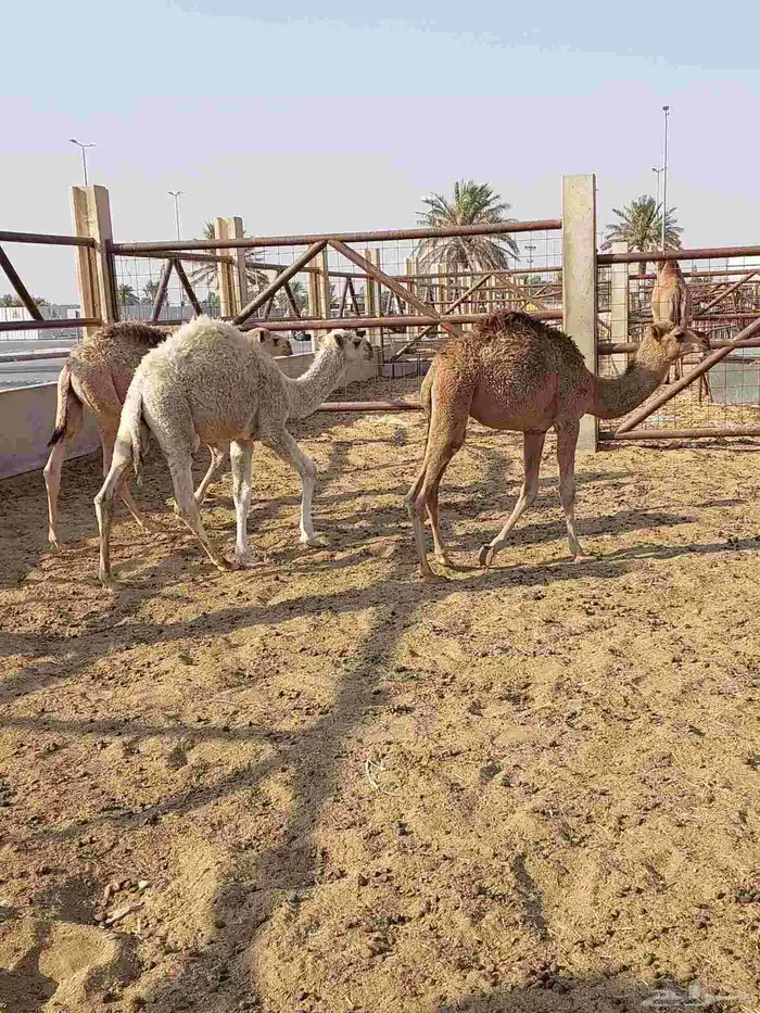 قعودين وبكره 1