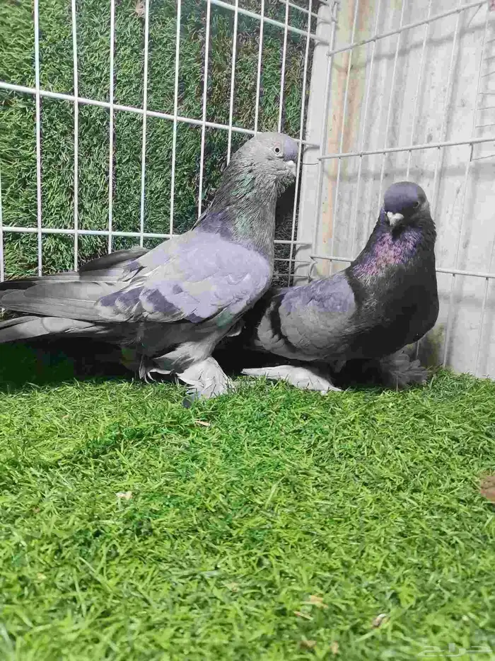 حمام زينه للبيع 11