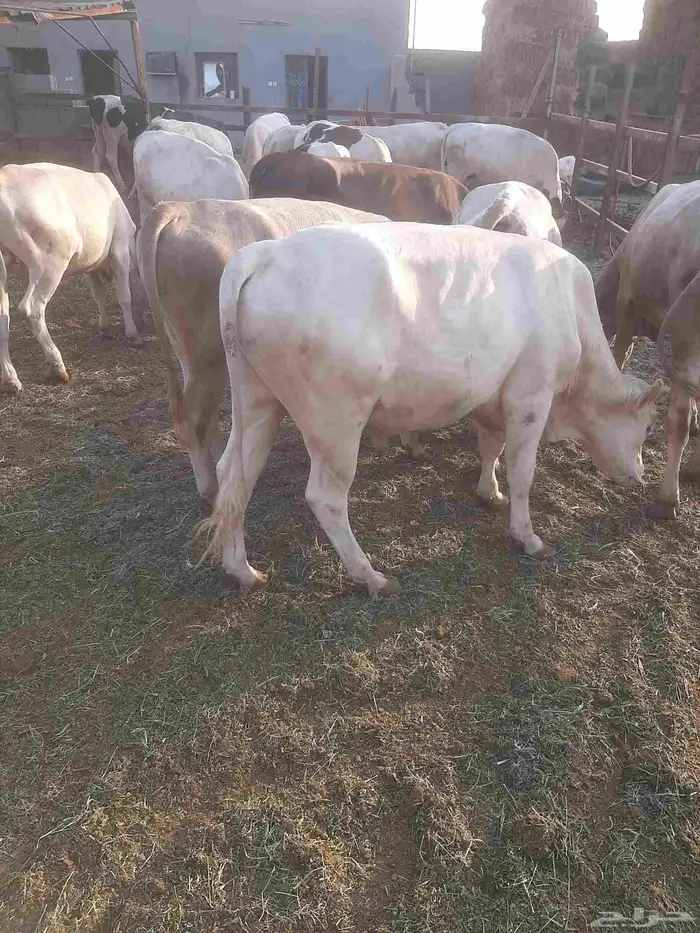 20 حسيل ألمانيات نظيفه من إنتاج المزرعه أعمارهم فوق السنه 2