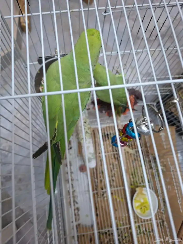 ببغاء الدرة 2