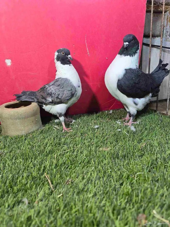 حمام زينه كنق دنش ايراني قلابي 0