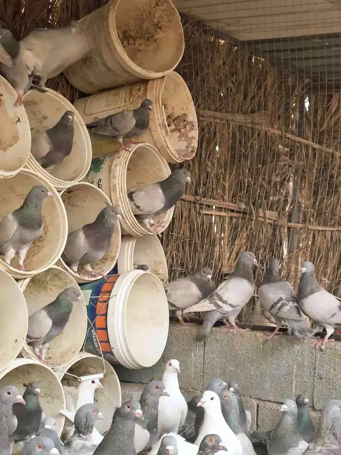 80 جوز فرنسي وسلفر مخلوطه وحجامه سوبر جامبو وشرط مفروز وجاهز 0