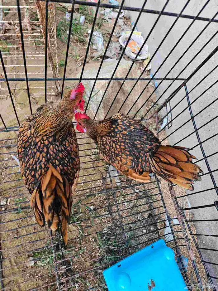 دجاج سبرايت 4