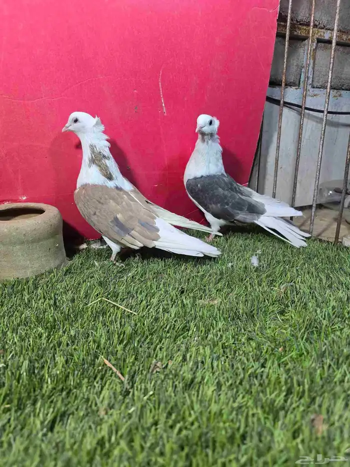 حمام زينه كنق دنش ايراني قلابي 7