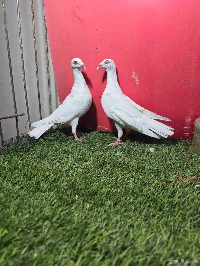 حمام زينه كنق دنش ايراني قلابي 10